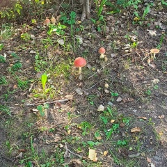 Koksuets Koksuets, Санкт-Петербург