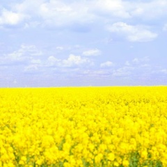 Сергей Галингер, Erfurt