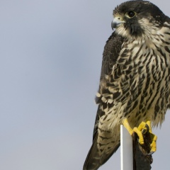 Yurij Sokolov, Екатеринбург