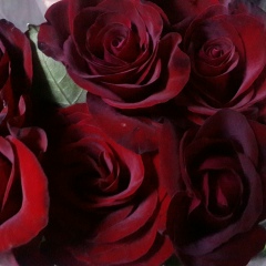 Smile Angel, Алматы