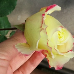 Амина Альт, 17.01.1992, Гудермес