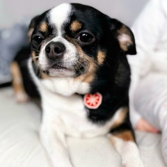 Андрей Царевич, 21.06.1987, Москва