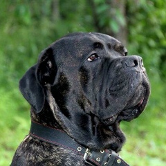 Елка Новогодняя