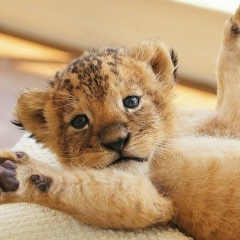 Андрей Петров, 18.06.1987, Санкт-Петербург