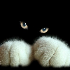 Кирилл Мякотин, 17.01