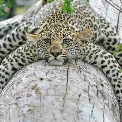 Андрей Кушнир, 15.09.1981, Санкт-Петербург