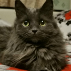 Елена Телегина, 08.12, Санкт-Петербург