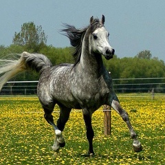 Максим Яковенко, 14.01.1971, Омск