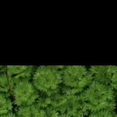 Madama Panama, 02.01, Екатеринбург