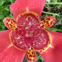 Светлана Изместьева, 13.01.1977, Шилка