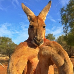 Сергей Анаскин, Бескарагай