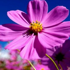 Марина Филимонова, 11.01, Гусь-Хрустальный