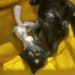 Сергей Колесников, 05.11.1986, Москва