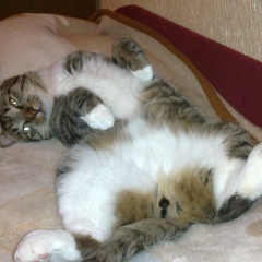 Александро Гринявиус, 15.09, Москва