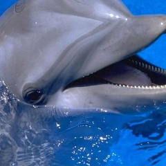 Adel Pitcho, 12.02, Sétif