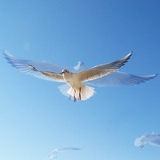 Елена Билык, Киев