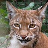Григорий Перепечко, 31.07, Минск