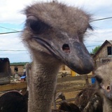 Александр Хаменешко, 18.05.1981, Москва