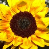 Виктория Цай, Holon