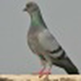 Голубчик Вася, 01.06.1990, Новосибирск