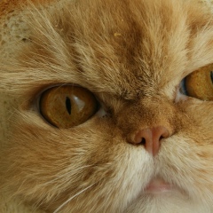 Олег Цой, 13.09.1988, Балашиха