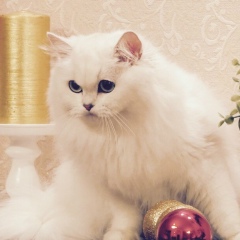 Кирилл Заболоцкий, Самара