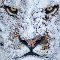 Тамирлан Валиев, 16.03.1988, Астана