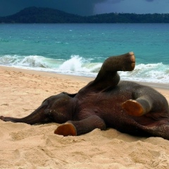 Диана Тасоева, 15.05.1986, Владикавказ