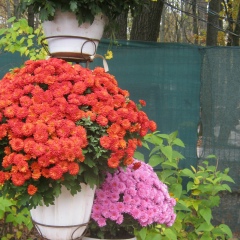 Елена Хоменко, Харьков