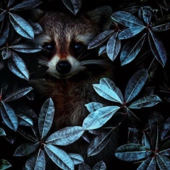 Илья Фокин, 04.07.1985, Санкт-Петербург