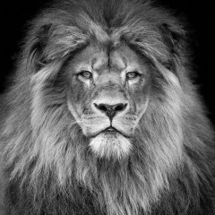 Шоисроил Шомухсинов, 23.08, Баку