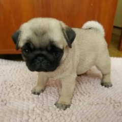 Индирка Салахова, 15.05, Москва