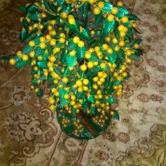 Напизат Дибирова, 20.09.1994