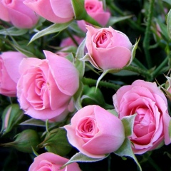 Асема Аубакирова, 04.04.1991, Талдыкорган