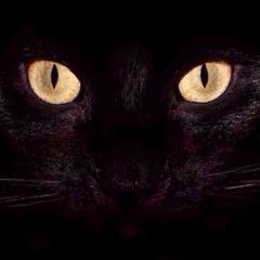 Александер Андриевский, Санкт-Петербург