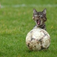 Михаил Боженко, Белгород