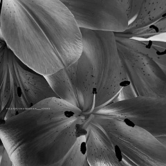 Дина Жилетежева