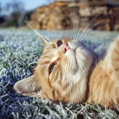 Наталия Селезнева, 28.12, Санкт-Петербург