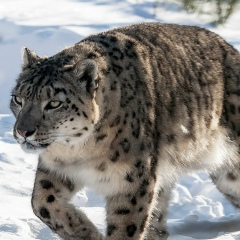 Жылбек Керімбек, 03.01.1974, Алматы