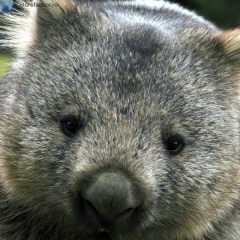 Шая Зенин, 02.04, Ашкелон