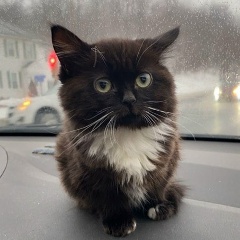 Денис Дейнес, 21.11, Москва