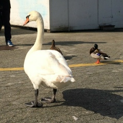 Сергей Воронин, 23.02.1987, Москва
