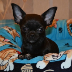 Оксана Вахрушева, 10.06, Санкт-Петербург