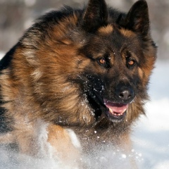 Ion Hadgiu, 18.01.2000, Новые Анены