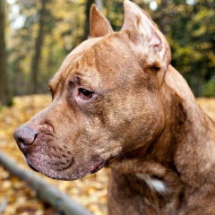 Геворг Бабаян, Санкт-Петербург