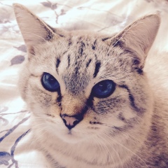 Михаил Разеров, 08.11, Москва