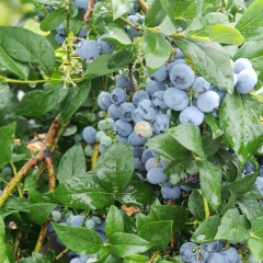 Виктория , 26.08, Караганда