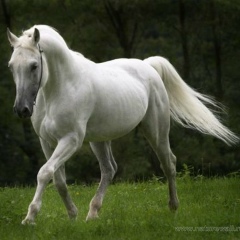 Жалгас Увашев, 23.02, Алматы