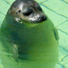 Яна Зимникова, 31.08.1917, Санкт-Петербург