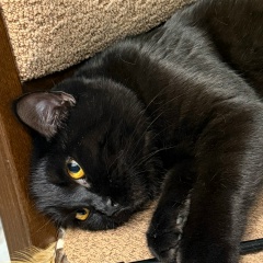 Ирина И, Москва